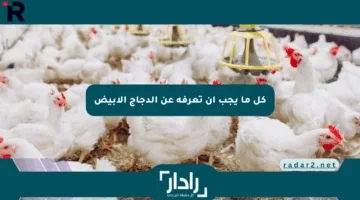 كل ما يجب أن تعرفه عن الدجاج الأبيض